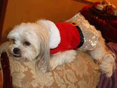 Pet Photography